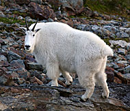 Photo of a mountain goat.