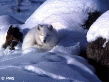 white fox on winter tundra