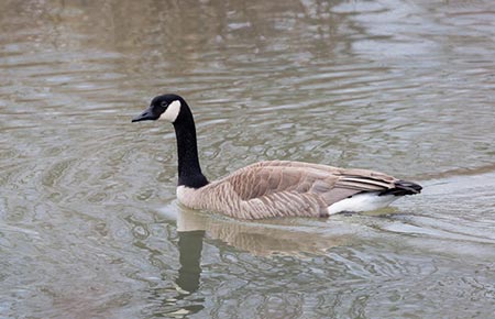 Photo of Canada Goose
